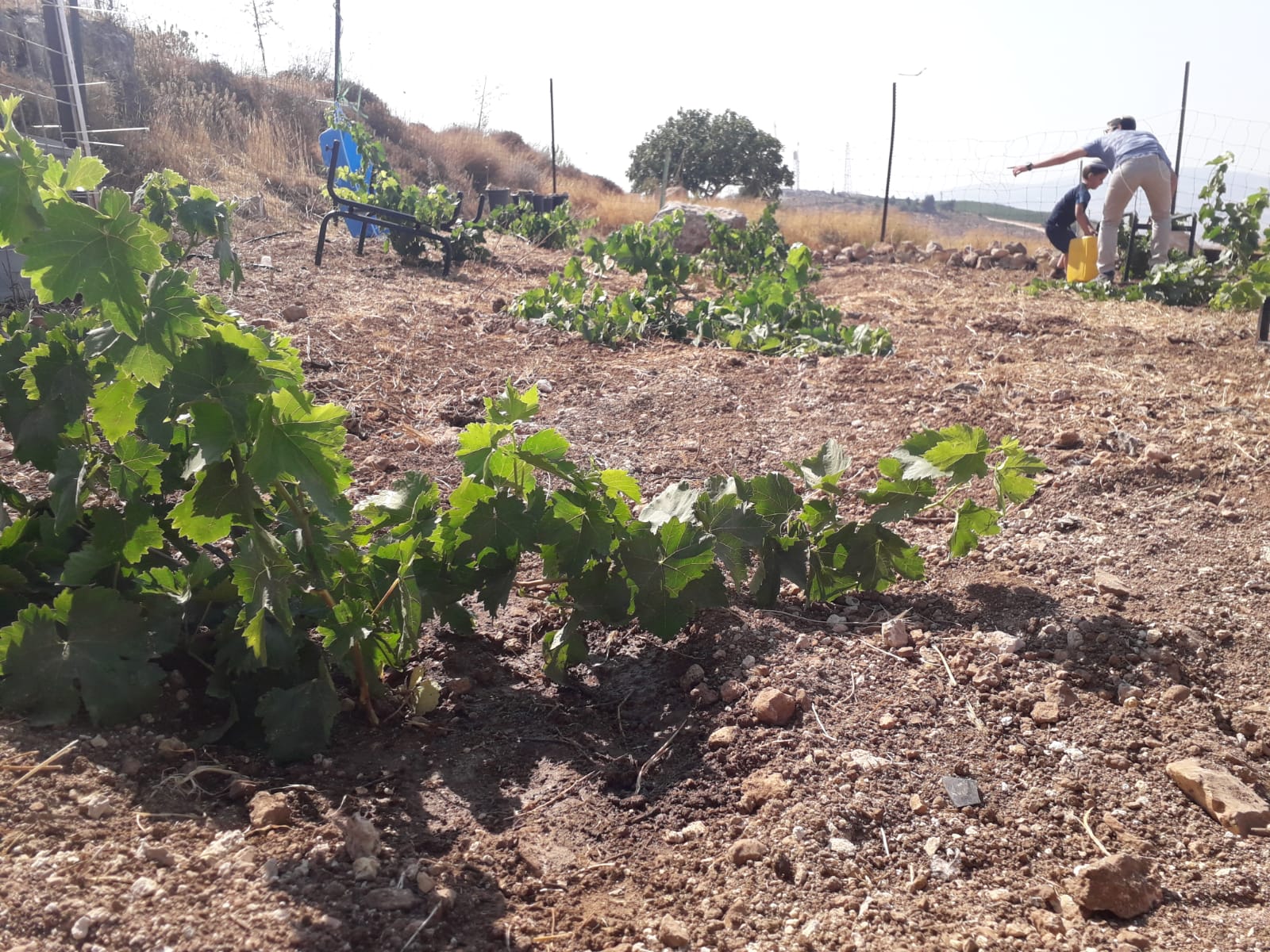 Ido Vineyard Elon Moreh